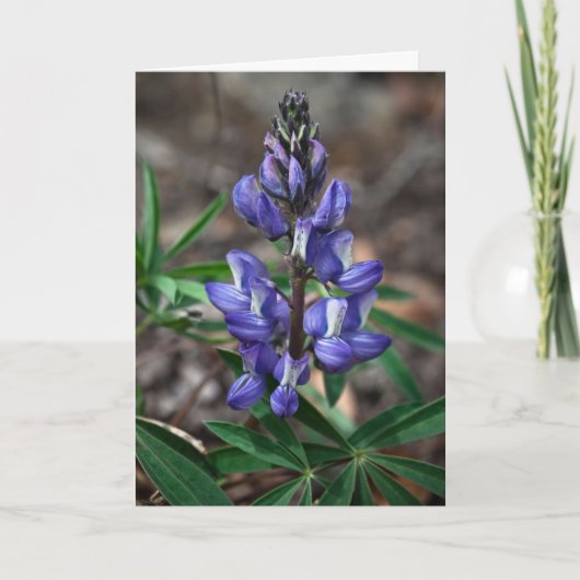 Arktis Lupine, Nationalpark Denali, Alaska Karte (Vorderseite)