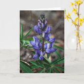 Arktis Lupine, Nationalpark Denali, Alaska Karte (Gelbe Blume)