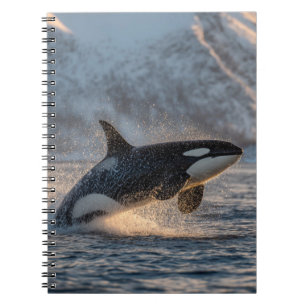 Arktis Power Orca Notizblock