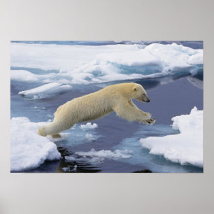Arktis, Svalbard, Eisbär reckend Poster