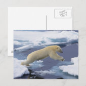 Arktis, Svalbard, Eisbär reckend Postkarte (Vorne/Hinten)