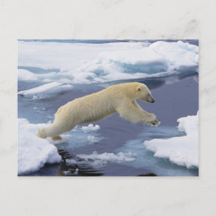 Arktis, Svalbard, Eisbär reckend Postkarte