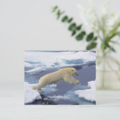 Arktis, Svalbard, Eisbär reckend Postkarte (Stehend Vorderseite)