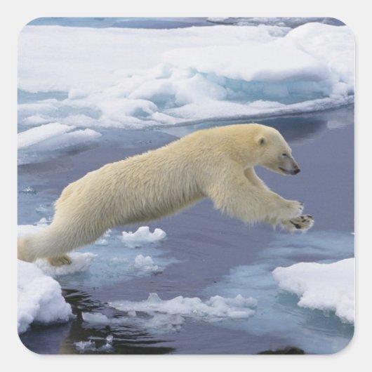 Arktis, Svalbard, Eisbär reckend Quadratischer Aufkleber (Vorderseite)