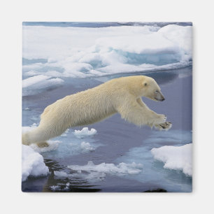 Arktis, Svalbard, Eisbär sich ausstreckend Magnet