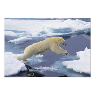 Arktis, Svalbard, Eisbär streckt sich Fotodruck