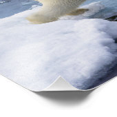 Arktis, Svalbard, Polar Bär, der sich ausdehnt Fotodruck (Ecke)