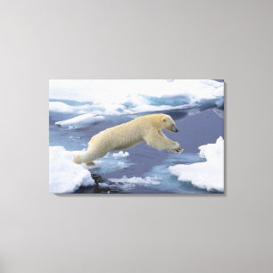 Arktis, Svalbard, Polar Bär, der sich ausdehnt Leinwanddruck