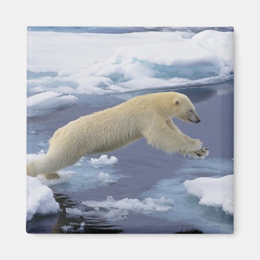 Arktis, Svalbard, Polar Bär, der sich ausdehnt Magnet (Vorne)