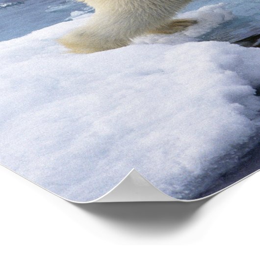 Arktis, Svalbard, Polar Bär, der sich ausdehnt Poster (Ecke)