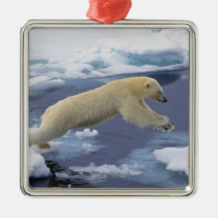 Arktis, Svalbard, verlängernder Eisbär und Silbernes Ornament