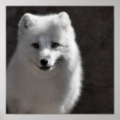 Arktische Buddy Poster (Vorne)