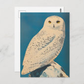 Arktische Eule Vintag Postkarte (Vorne/Hinten)