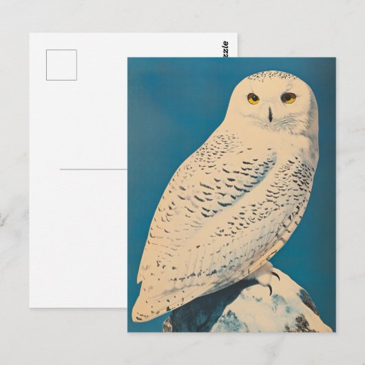 Arktische Eule Vintag Postkarte (Vorne/Hinten)