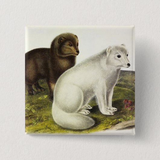 Arktische Focken (Weißfuchs, Polarfox, Schneefräse Button (Vorderseite)