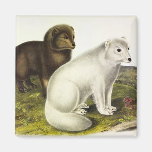 Arktische Focken (Weißfuchs, Polarfox, Schneefräse Magnet