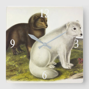 Arktische Focken (Weißfuchs, Polarfox, Schneefräse Quadratische Wanduhr