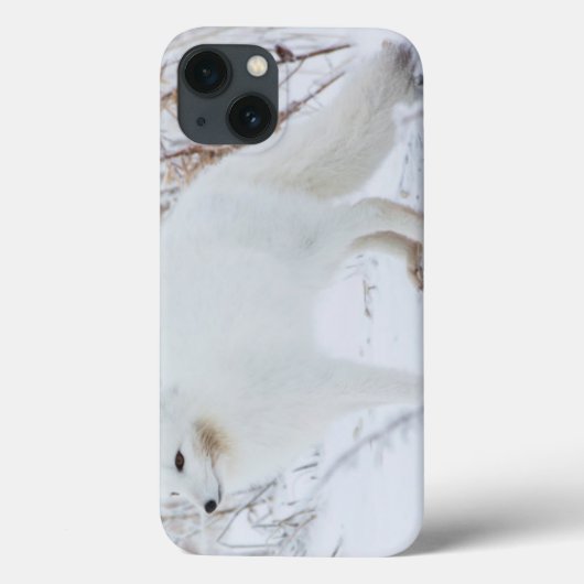 Arktische Fox Case-Mate iPhone Hülle (Rückseite)