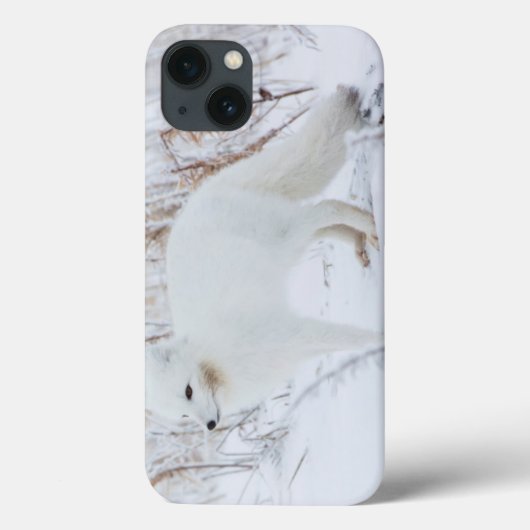 Arktische Fox Case-Mate iPhone Hülle (Rückseite)
