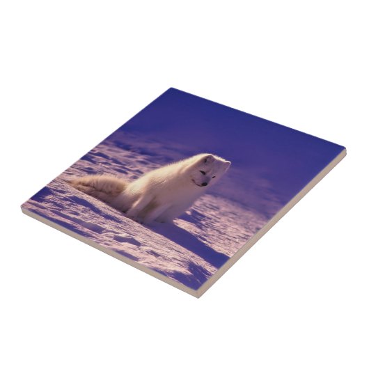 Arktische Fox Fliese (Seite)