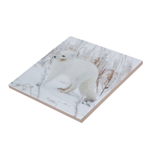 Arktische Fox Fliese (Seite)