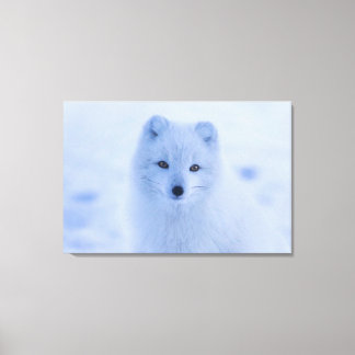 Arktische Fox Leinwanddruck