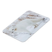 Arktische Fox Magnet (Linke Seite)