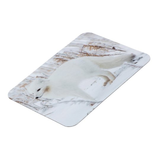 Arktische Fox Magnet (Linke Seite)