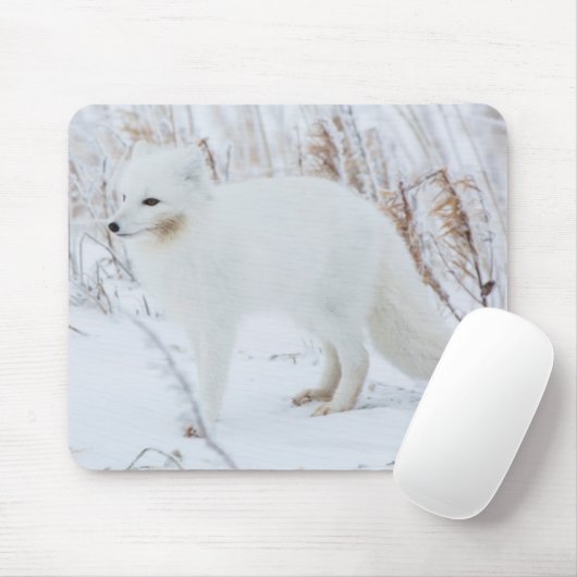 Arktische Fox Mousepad (Mit Mouse)