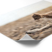 Arktische Fox-Natur-Foto Poster (Ecke)