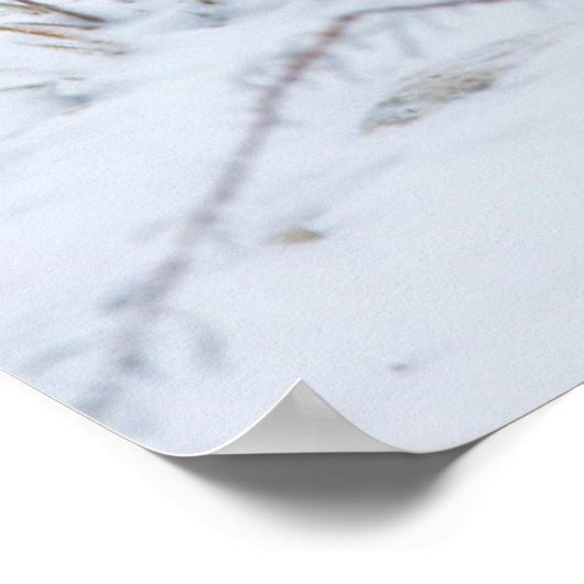 Arktische Fox Poster (Ecke)