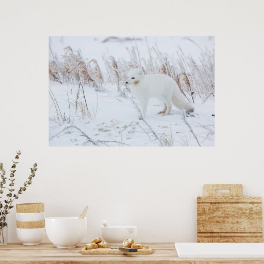 Arktische Fox Poster (Küche)