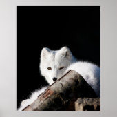 Arktische Fox Poster (Vorne)