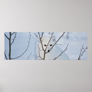 Arktische Fox Poster