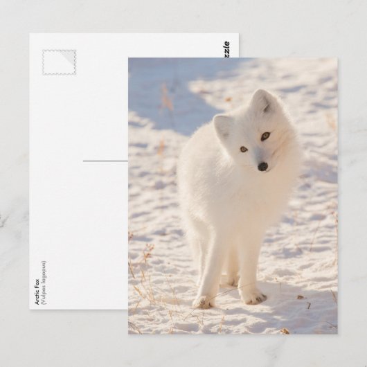 Arktische Fox Postkarte (Vorne/Hinten)