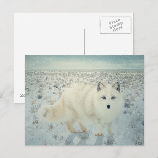 Arktische Fox Postkarte (Vorne/Hinten)