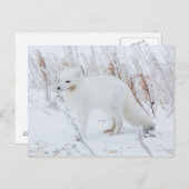 Arktische Fox Postkarte (Vorne/Hinten)