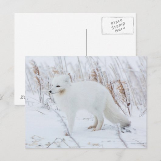 Arktische Fox Postkarte (Vorne/Hinten)