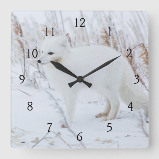 Arktische Fox Quadratische Wanduhr (Vorderseite)