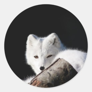 Arktische Fox Runder Aufkleber