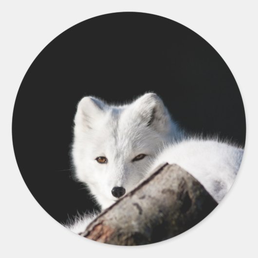 Arktische Fox Runder Aufkleber (Vorderseite)