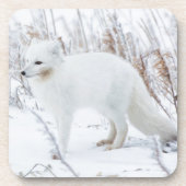 Arktische Fox Untersetzer (Vorderseite)