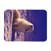 Arktische Fox Winterschneelandschaft Magnet (Horizontal)
