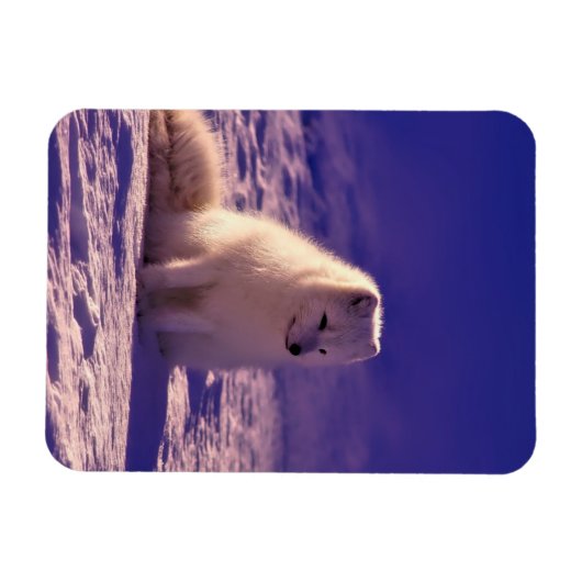 Arktische Fox Winterschneelandschaft Magnet (Horizontal)