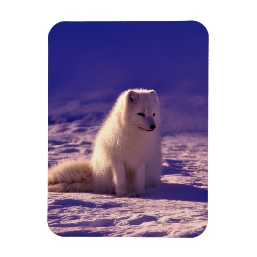 Arktische Fox Winterschneelandschaft Magnet (Vertikal)