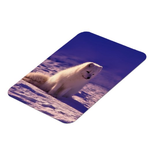 Arktische Fox Winterschneelandschaft Magnet (Linke Seite)