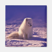Arktische Fox Winterschneelandschaft Magnet (Vorne)