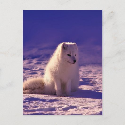 Arktische Fox Winterschneelandschaft Postkarte (Vorderseite)