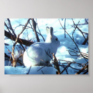 Arktische Hasen im Foto Poster