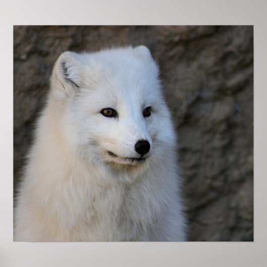 Arktische Portraits Poster (Vorne)